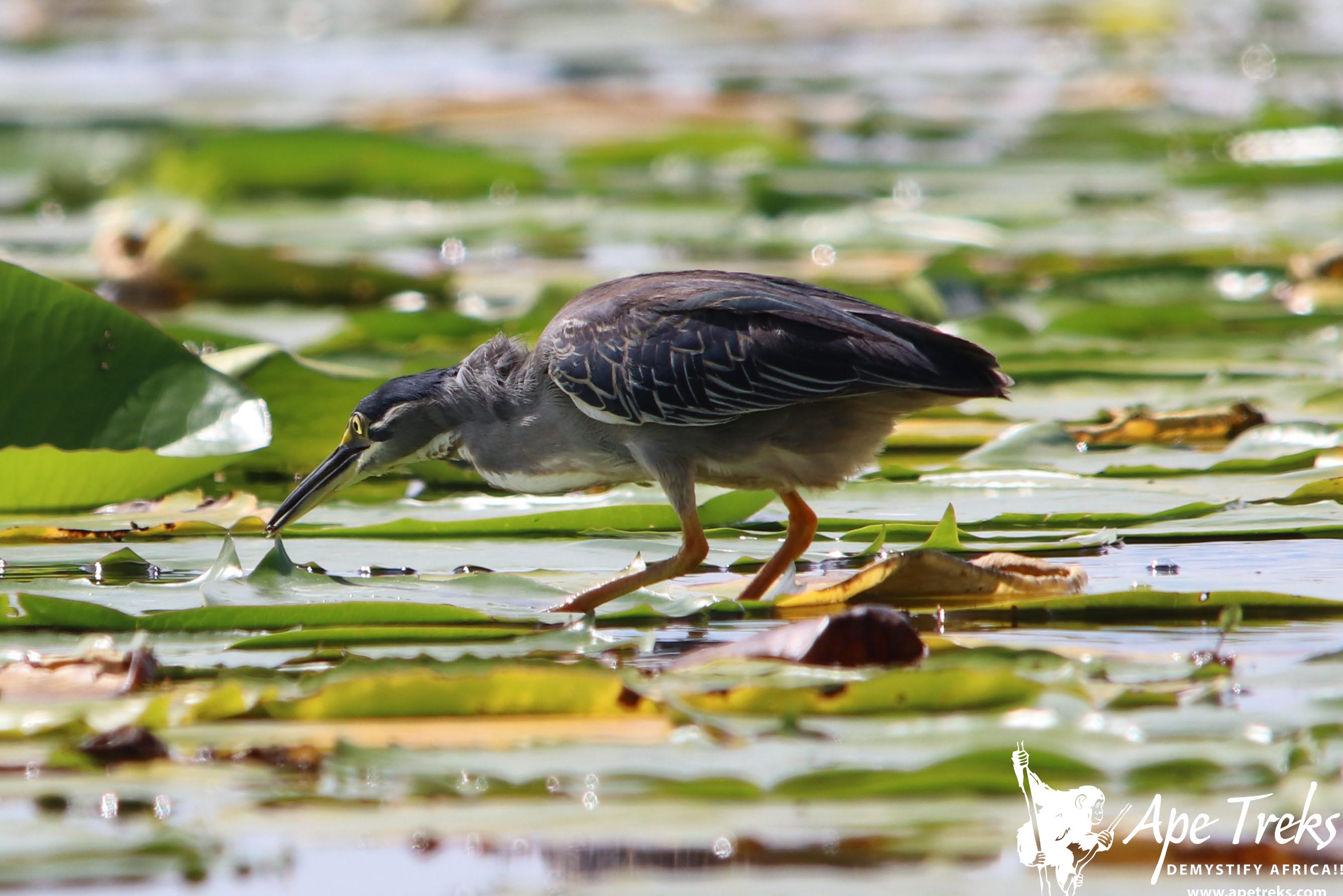 10 Day Uganda Birdwatching Trail